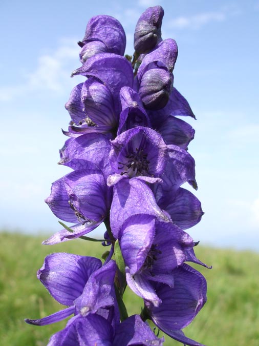 immagini/galleria natura/aconitum napellus s.tauricum 109 - Rifugio Costapiana - Valle di Cadore